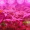 Blackberry Moonrocks Seeds (AlphaFem Seeds) - Cannabis Strain Seeds for Sale