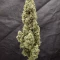 Tangie'matic Seeds