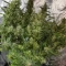 Eleven Roses Seeds (Delicious Seeds) - Cannabis Strain Seeds for Sale