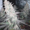 Purple Punch Seeds (Barney's Farm) - Cannabis Strain Seeds for Sale