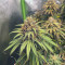 Liberty Haze Seeds - Cannabis Strain Seeds for Sale