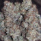 Original Auto Chemdawg Seeds
