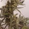 Venta de Rhino Ryder Auto (Fast Buds) | Semillas de marihuana feminizadas