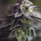 Wedding Cake feminized seeds for sale