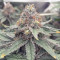 Runtz Muffin Seeds (Barney’s Farm)