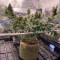 Lemon Skunk จาก GHS