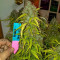 Blueberry Glue Auto (Glueberry Auto) Seeds - Cannabis Strain Seeds for Sale