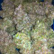 Watermelon Z (Barney's Farm)