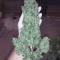 Bruce Banner #3 Auto feminized seeds for sale
