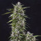 Mimosa Cake Auto fem cannabis seeds for sale