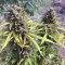 Black Cherry Punch Seeds - Cannabis Strain Seeds for Sale