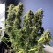 Compra Online | Semillas Gelato Auto Feminizadas | Herbies Seeds