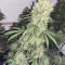 Banana Blaze Seeds - Cannabis Strain Seeds for Sale