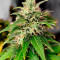 Acquista semi femminizzati Amnesia Z Auto di Fast Buds