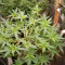 Achetez des graines féminisées Grandmommy Purple par Herbies Seeds