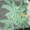 Mimosa x Orange Punch Seeds (Barneys Farm)
