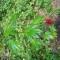 DDoS #33 Seeds (Herbies Seeds) - Cannabis Strain Seeds for Sale