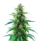Acapulco Gold Auto Seeds