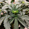 Amnesia Auto