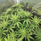 Bubba Kush Marijuana Strain