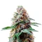 Bubblegum Gelato Seeds (Barney's Farm)