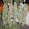 Forum Stomper Auto Seeds