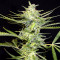 Fruity Juice Seeds