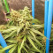 Girl Scout Cookies feminized seeds (Garden of Green)