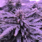 Gorilla Auto (GG#4 Original Glue Auto) (Expert Seeds)