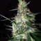 Graines de cannabis Hawaiian Snow x Amnesia x Face Off (GHS)