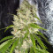 Nevil Bilbo Auto (Genehtik Seeds)