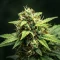 Graines féminisées de NYC Sour D Auto (Tyson S) (Royal Queen Seeds)