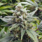 Original Auto White Widow Seeds