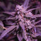 Original Cinderella Auto feminized seeds