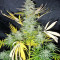 Graines de cannabis Panama (CannaBioGen)