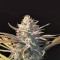 Peyote Critical Seeds