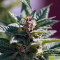 Purple Punch Seeds (Barney's Farm)