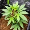 Strawberry Banana Auto Seeds