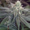 Wedding Cake feminized seeds (Original Sensible Seeds)