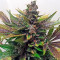 Graines de cannabis White Widow regular (Nirvana Seeds)