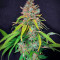 Super Silver Haze Seeds (Green House Seeds)