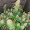 Super Silver Haze Seeds (Green House Seeds)