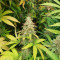 White Rhino (Herbies Seeds)
