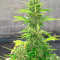 Blue Dream Autoflower (Herbies Seeds)