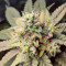 Runtz (Herbies Seeds)