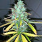 Semillas feminizadas Afghani #1 (Sensi Seeds)