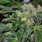 Semillas feminizadas Afghani #1 (Sensi Seeds)