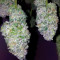 Amnesia OG regular strain