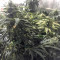 Auto Purple Gorilla Seeds
