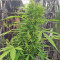BCN Power Plant Seeds